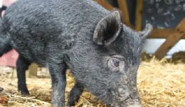 Guinea Hog Gilt 